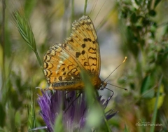 Melitaea aetherie