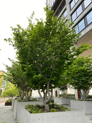 Parrotia