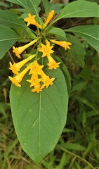 Cestrum aurantiacum image