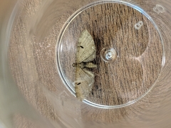 Eupithecia assimilata