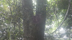 Lepilemur ankaranensis