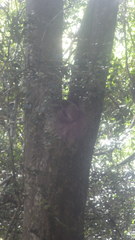 Lepilemur ankaranensis