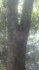 Lepilemur ankaranensis