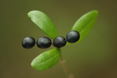 Alyxia sinensis