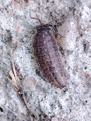 Proporcellio pusillus