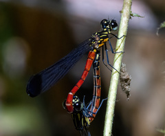 Rhinocypha pagenstecheri timorana