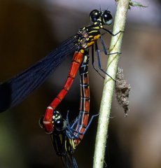 Rhinocypha pagenstecheri timorana