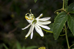 Passiflora trisecta