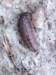 Proporcellio pusillus
