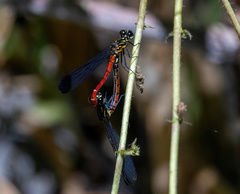 Rhinocypha pagenstecheri timorana