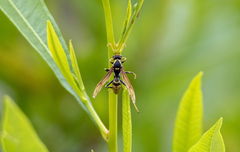 Polistes xanthogaster