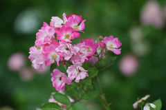 Rosa multiflora cathayensis