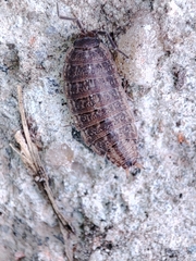 Proporcellio pusillus