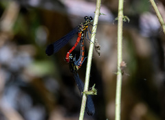 Rhinocypha pagenstecheri timorana