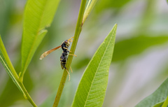 Polistes xanthogaster