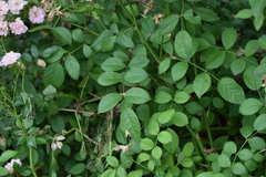Rosa multiflora cathayensis