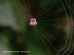 Thelacantha brevispina