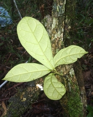 Prestonia leco