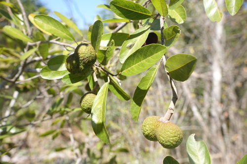 New Guinea Chestnut Tree (Rhopalocarpus similis)