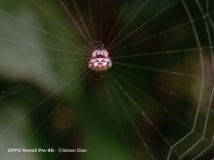 Thelacantha brevispina