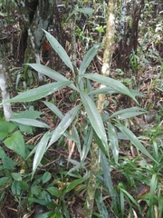 Nectandra cuspidata