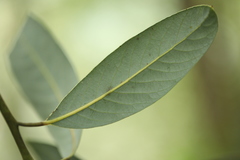 Machilus chekiangensis