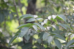 Toxicodendron vernicifluum