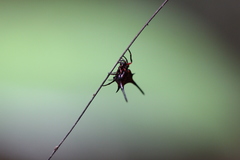 Macracantha