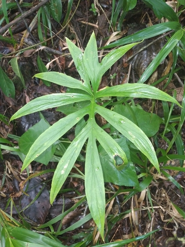 Incarum pavonii (Incarum pavonii)