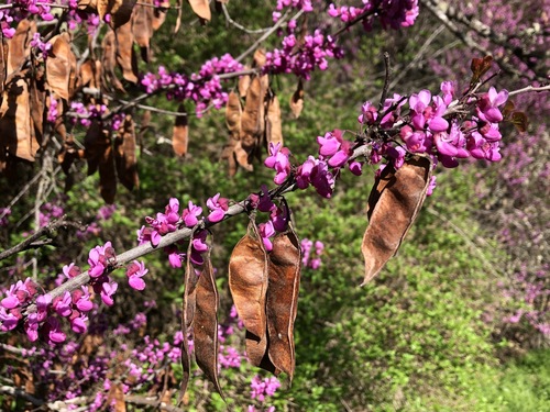 Western Redbud