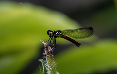 Rhinocypha pagenstecheri timorana