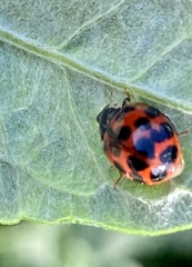 Harmonia axyridis