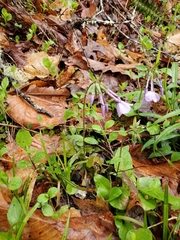 Phlox stolonifera