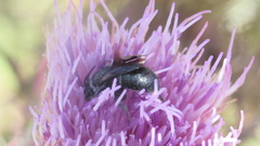 Stelis ater