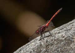 Trithemis lilacina