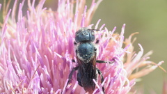 Osmia chalybea