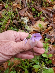 Phlox stolonifera