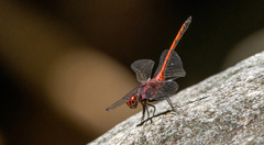 Trithemis lilacina