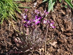 Matthiola longipetala