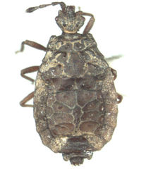 Modicarventus wisei