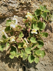 Asarina procumbens