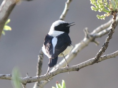 Oenanthe melanoleuca