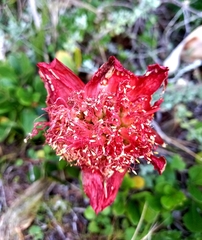 Haemanthus coccineus