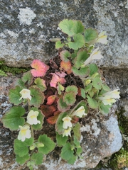 Asarina procumbens