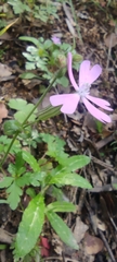 Silene psammitis