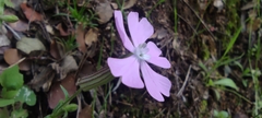 Silene psammitis