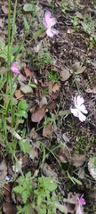 Silene psammitis