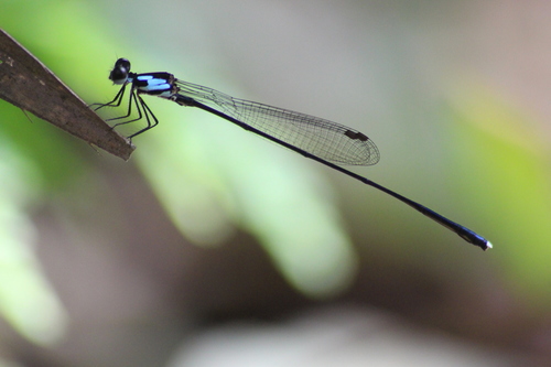 Nososticta moluccensis