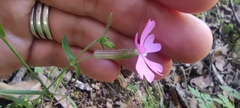Silene psammitis