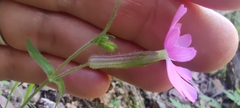 Silene psammitis